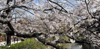 まもなくオープン京都三条オフィス！桜が見ごろです！